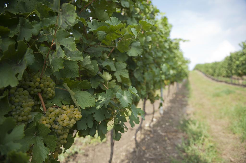 Weingut Martinshof Hotel Sankt Ulrich  Kültér fotó